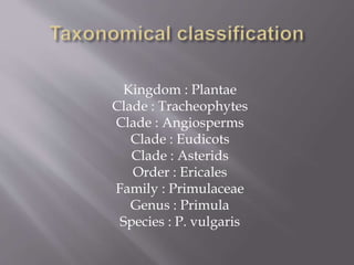 Kingdom : Plantae
Clade : Tracheophytes
Clade : Angiosperms
Clade : Eudicots
Clade : Asterids
Order : Ericales
Family : Primulaceae
Genus : Primula
Species : P. vulgaris
 