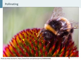 Pollinating
Photo by Holly Occhipinti; https://www.flickr.com/photos/pinti1/9488064980/
 