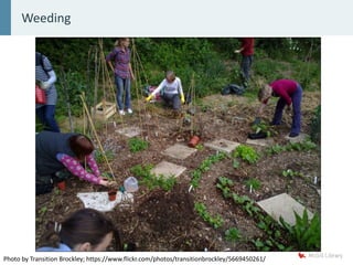 Weeding
Photo by Transition Brockley; https://www.flickr.com/photos/transitionbrockley/5669450261/
 