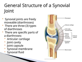 General Structure of a Synovial
Joint
• Synovial joints are freely
moveable (diarthroses)
• There are three (3) types
of diarthroses
• There are specific parts of
a diarthroses:
• Articular cartilage
• Joint cavity
• Joint capsule
• Synovial membrane
• Synovial fluid
 