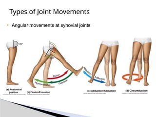 Types of Joint Movements
• Angular movements at synovial joints
 