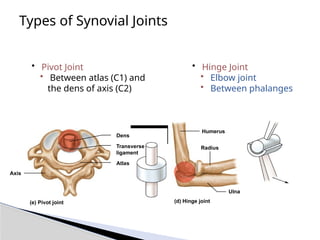 Types of Synovial Joints
• Pivot Joint
• Between atlas (C1) and
the dens of axis (C2)
• Hinge Joint
• Elbow joint
• Between phalanges
(e) Pivot joint
Dens
Transverse
ligament
Atlas
Axis
(d) Hinge joint
Humerus
Ulna
Radius
 