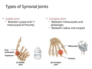 Types of Synovial Joints
• Saddle Joint
• Between carpal and 1st
metacarpal (of thumb)
• Condylar Joint
• Between metacarpals and
phalanges
• Between radius and carpals
Metacarpal
Phalanx
(b) Condylar
joint
(f) Saddle
joint
First
metacarpal
Trapezium
 