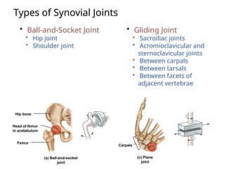 Types of Synovial Joints
• Ball-and-Socket Joint
• Hip joint
• Shoulder joint
• Gliding Joint
• Sacroiliac joints
• Acromioclavicular and
sternoclavicular joints
• Between carpals
• Between tarsals
• Between facets of
adjacent vertebrae
Hip bone
(a) Ball-and-socket
joint
Head of femur
in acetabulum
Femur
(c) Plane
joint
Carpals
 