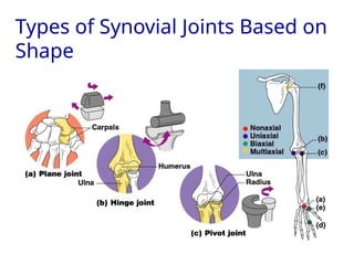 Types of Synovial Joints Based on
Shape
 