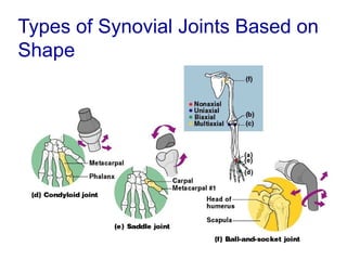 Types of Synovial Joints Based on
Shape
 
