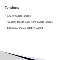  Attach muscle to bone
 Transmit tensile loads from muscle to bone
 Position of muscle relative to joint
Tendons
 