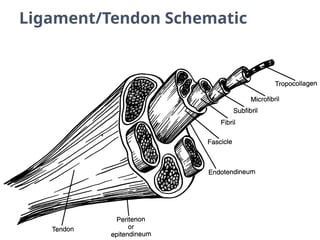 Ligament/Tendon Schematic
 