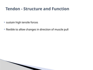  sustain high tensile forces
 flexible to allow changes in direction of muscle pull
Tendon - Structure and Function
 