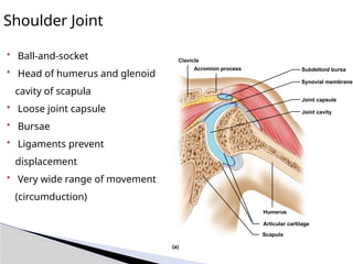 Shoulder Joint
• Ball-and-socket
• Head of humerus and glenoid
cavity of scapula
• Loose joint capsule
• Bursae
• Ligaments prevent
displacement
• Very wide range of movement
(circumduction)
Humerus
Articular cartilage
Scapula
Clavicle
Acromion process Subdeltoid bursa
Synovial membrane
Joint capsule
Joint cavity
(a)
 
