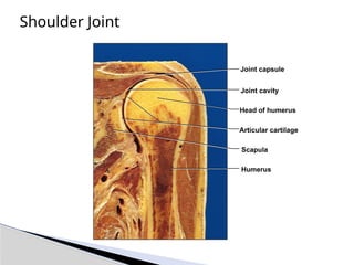 Shoulder Joint
Head of humerus
Joint cavity
Joint capsule
Articular cartilage
Scapula
Humerus
 