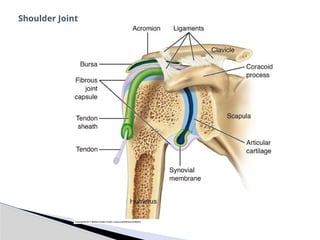 Shoulder Joint
 