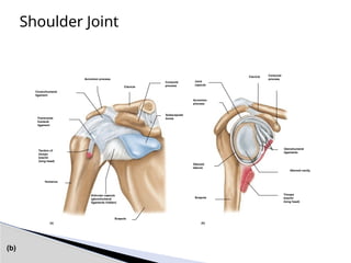 Shoulder Joint
(b)
Coracohumeral
ligament
Transverse
humeral
ligament
Tendon of
biceps
brachii
(long head)
Acromion process
Clavicle
Coracoid
process
Acromion
process
Subscapular
bursa
Joint
capsule
Coracoid
process
Clavicle
Glenohumeral
ligaments
Glenoid cavity
Triceps
brachii
(long head)
Glenoid
labrum
Scapula
Humerus
Scapula
Articular capsule
(glenohumeral
ligaments hidden)
(a) (b)
 