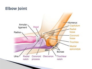 Elbow Joint
 