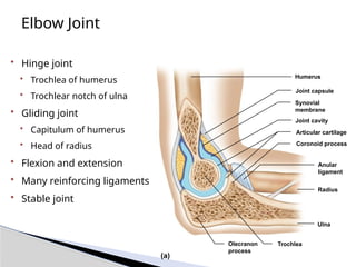 Elbow Joint
• Hinge joint
• Trochlea of humerus
• Trochlear notch of ulna
• Gliding joint
• Capitulum of humerus
• Head of radius
• Flexion and extension
• Many reinforcing ligaments
• Stable joint
Humerus
Joint capsule
Synovial
membrane
Joint cavity
Articular cartilage
Coronoid process
Anular
ligament
Radius
Ulna
Olecranon
process
Trochlea
(a)
 
