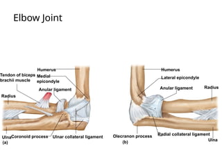 Elbow Joint
Radius
Ulna
Radius
Tendon of biceps
brachii muscle
Anular ligament
Humerus
Medial
epicondyle
Ulnar collateral ligament
Coronoid process
Ulna
Humerus
Lateral epicondyle
Anular ligament
Olecranon process Radial collateral ligament
(b)
(a)
 