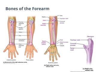 Bones of the Forearm
 