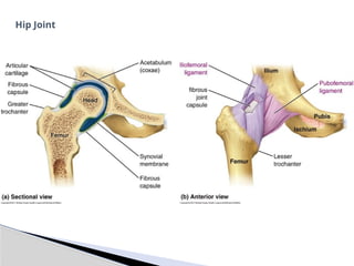 Hip Joint
 