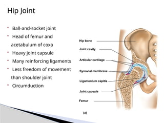 Hip Joint
• Ball-and-socket joint
• Head of femur and
acetabulum of coxa
• Heavy joint capsule
• Many reinforcing ligaments
• Less freedom of movement
than shoulder joint
• Circumduction
Hip bone
Joint cavity
Articular cartilage
Synovial membrane
Joint capsule
Ligamentum capitis
Femur
(a)
 
