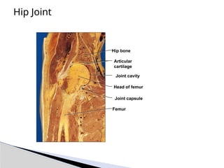 Hip Joint
Joint cavity
Articular
cartilage
Hip bone
Head of femur
Joint capsule
Femur
 