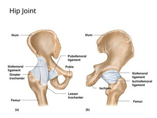 Hip Joint
Ilium
Iliofemoral
ligament
Greater
trochanter
Femur
Lesser
trochanter
Pubis
Pubofemoral
ligament
Ischium
Iliofemoral
ligament
Femur
Ilium
(a) (b)
Ischiofemoral
ligament
 