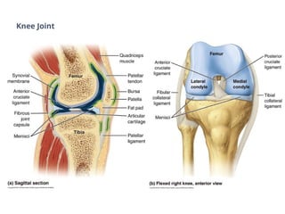 Knee Joint
 