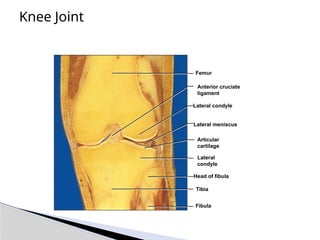 Knee Joint
Lateral meniscus
Anterior cruciate
ligament
Femur
Lateral condyle
Articular
cartilage
Lateral
condyle
Head of fibula
Tibia
Fibula
 