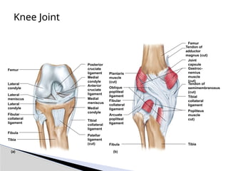 Knee Joint
Tendon of
semimembranosus
(cut)
Tendon of
adductor
magnus (cut)
Gastroc-
nemius
muscle
(cut)
Popliteus
muscle
cut)
Oblique
popliteal
ligament
Arcuate
popliteal
ligament
Fibula Tibia
Femur
Joint
capsule
Fibular
collateral
ligament
Plantaris
muscle
(cut)
Tibial
collateral
ligament
(a) (b)
Femur
Lateral
condyle
Lateral
meniscus
Lateral
condyle
Fibular
collateral
ligament
Fibula
Tibia
Medial
condyle
Anterior
cruciate
ligament
Medial
meniscus
Medial
condyle
Tibial
collateral
ligament
Patellar
ligament
(cut)
Posterior
cruciate
ligament
 