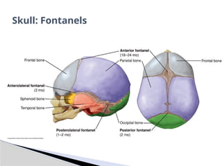 Skull: Fontanels
 