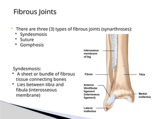 Fibrous Joints
• There are three (3) types of fibrous joints (synarthroses):
• Syndesmosis
• Suture
• Gomphosis
• Syndesmosis:
• A sheet or bundle of fibrous
tissue connecting bones
• Lies between tibia and
fibula (interosseous
membrane)
Fibula
Interosseus
membrane
of leg
Tibia
Medial
malleolus
Anterior
tibiofibular
ligament
(interosseus
ligament)
Lateral
malleolus
 