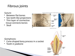 Fibrous Joints
• Suture:
• Between flat bones
• See teeth-like projections
• Thin layer of connective
tissue connects bones
• Skull
• Gomphosis:
• Cone-shaped bony process in a socket
• Tooth in jawbone
Margin of
suture
Parietal
bone
Suture
Sutural
bones
Occipital
bone
(a) (b)
Copyright © The McGraw-Hill Companies, Inc. Permission required for reproduction or display.
Courtesy of John W. Hole, Jr.
Periodontal
ligament
Alveolar
process of
mandible
Root of
tooth
Crown of
tooth
 