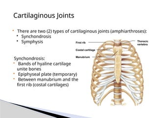 Cartilaginous Joints
• There are two (2) types of cartilaginous joints (amphiarthroses):
• Synchondrosis
• Symphysis
• Synchondrosis:
• Bands of hyaline cartilage
unite bones
• Epiphyseal plate (temporary)
• Between manubrium and the
first rib (costal cartilages)
Thoracic
vertebra
Costal cartilage
Manubrium
First rib
 