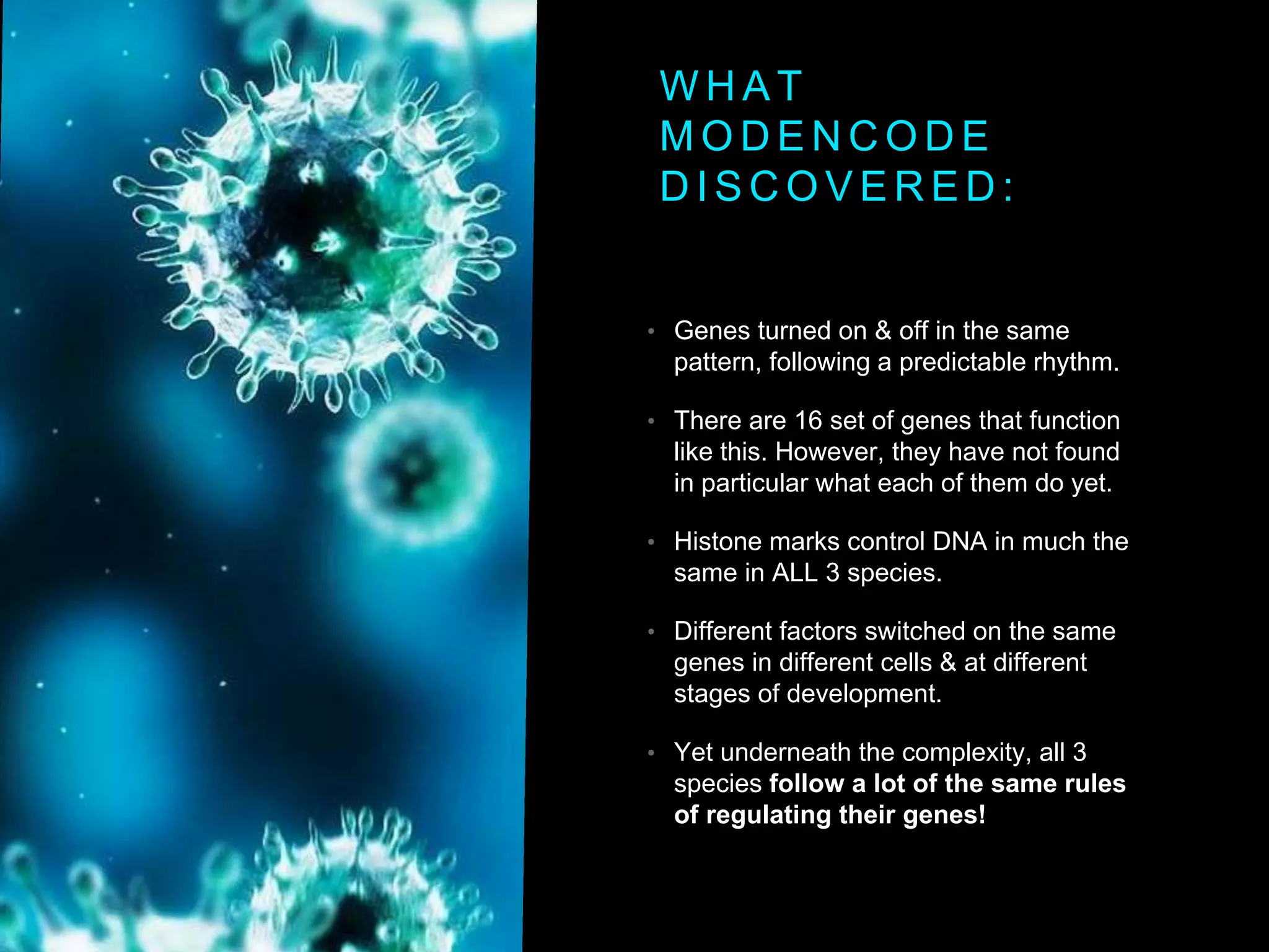 WHAT 
MODENCODE 
DISCOVERED: 
• Genes turned on & off in the same 
pattern, following a predictable rhythm. 
• There are 16 set of genes that function 
like this. However, they have not found 
in particular what each of them do yet. 
• Histone marks control DNA in much the 
same in ALL 3 species. 
• Different factors switched on the same 
genes in different cells & at different 
stages of development. 
• Yet underneath the complexity, all 3 
species follow a lot of the same rules 
of regulating their genes! 
 