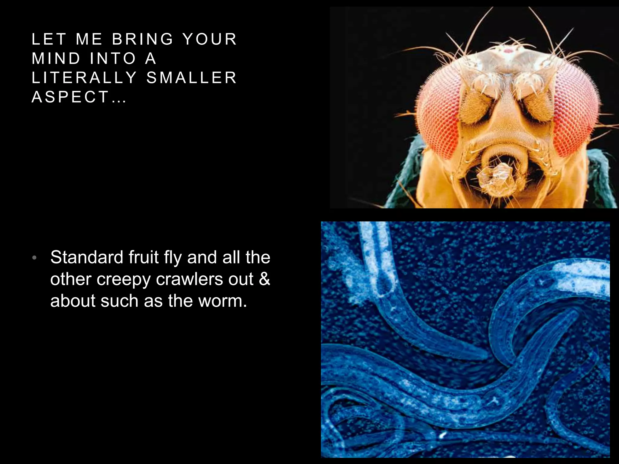 LET ME BRING YOUR 
MIND INTO A 
L I TERAL LY SMAL LER 
A S P E C T … 
• Standard fruit fly and all the 
other creepy crawlers out & 
about such as the worm. 
 