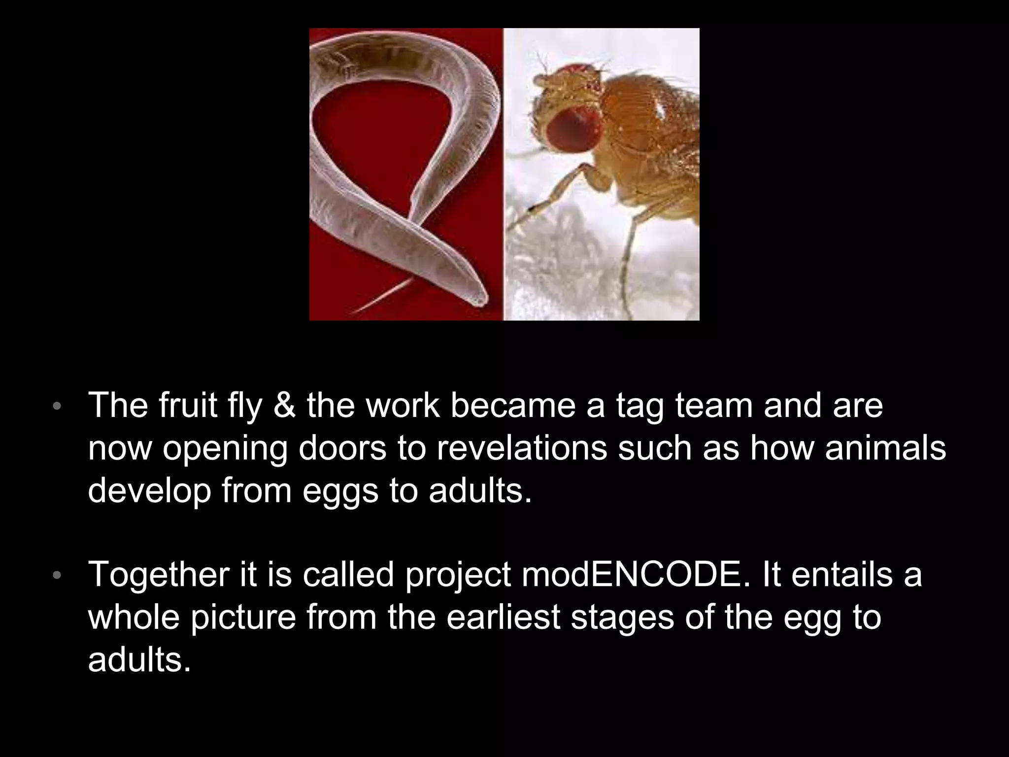 • The fruit fly & the work became a tag team and are 
now opening doors to revelations such as how animals 
develop from eggs to adults. 
• Together it is called project modENCODE. It entails a 
whole picture from the earliest stages of the egg to 
adults. 
 