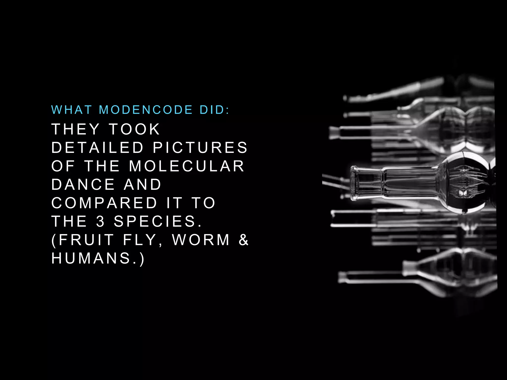 WHAT MODENCODE DID: 
THEY TOOK 
DETAI LED PICTURES 
OF THE MOLECULAR 
DANCE AND 
COMPARED I T TO 
THE 3 SPECIES. 
( FRUI T F LY, WORM & 
HUMANS. ) 
 
