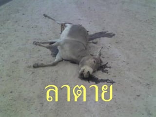 ลาตาย   17
 