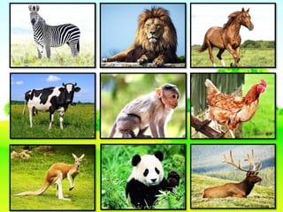 Animal Habitat - Land, Water, and Both Land and Water | PPTX