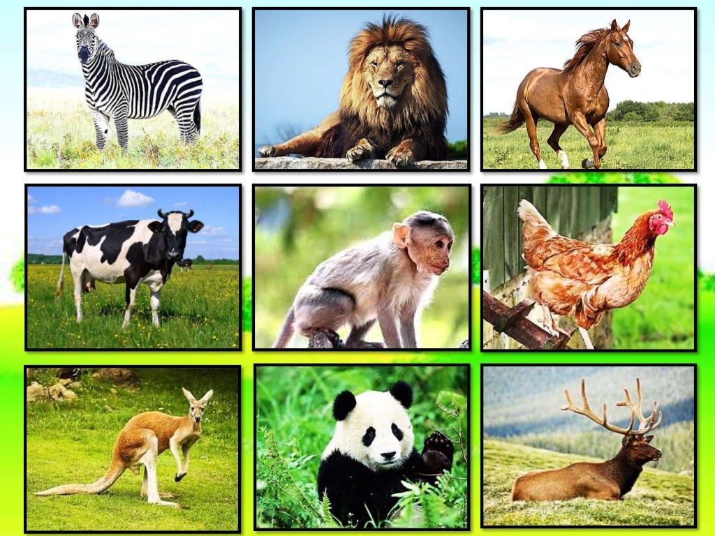 Animal Habitat Land, Water, and Both Land and Water