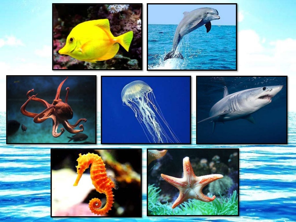 Animal Habitat - Land, Water, and Both Land and Water