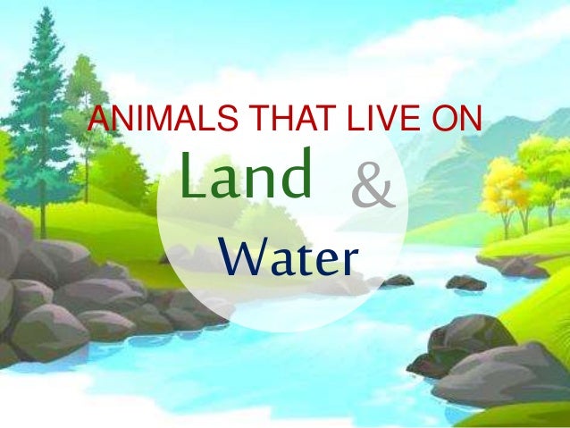 Land And Water Animals Chart
