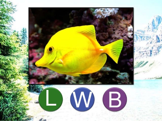 Animal Habitat - Land, Water, and Both Land and Water