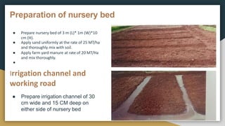 Brief Presentation On Nursery Bed Preparation pptx brief-presentation-on-nursery-bed-preparation-pptx