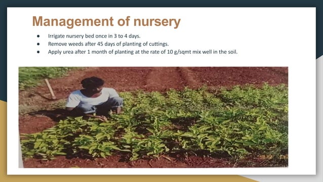 Brief Presentation On Nursery Bed Preparation pptx Agriculture brief-presentation-on-nursery-bed-preparation-pptx-agriculture