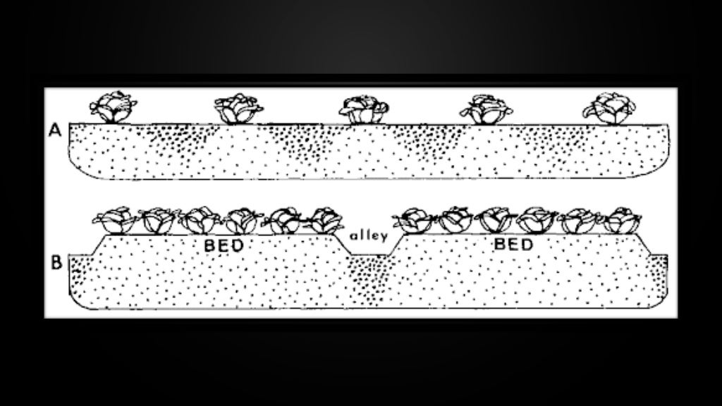 Nursery bed preparation and raising different vegetable crops