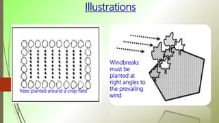 Illustrations
Trees planted around a crop field
Windbreaks
must be
planted at
right angles to
the prevailing
wind
 