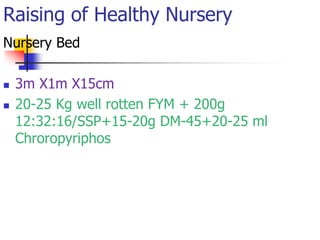 Raising of Healthy Nursery
Nursery Bed



3m X1m X15cm
20-25 Kg well rotten FYM + 200g
12:32:16/SSP+15-20g DM-45+20-25 ml
Chroropyriphos

 