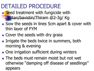 DETAILED PROCEDURE










Seed treatment with fungicide with
captan/bavistin/Thiram @2-3g/ Kg
Sow the seeds in lines 5cm apart & cover with
thin layer of FYM
Cover the seeds with dry grass
Irrigate the beds twice in summers, both
morning & evening
One irrigation sufficient during winters
The beds must remain moist but not wet
otherwise “damping off disease of seedlings’’
appears

 
