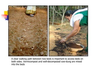 A clear walking path between two beds is important to access beds on
both sides. Vermicompost and well-decomposed cow-dung are mixed
into the beds

 