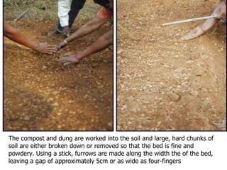 The compost and dung are worked into the soil and large, hard chunks of
soil are either broken down or removed so that the bed is fine and
powdery. Using a stick, furrows are made along the width the of the bed,
leaving a gap of approximately 5cm or as wide as four-fingers

 